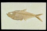 Fossil Fish (Diplomystus) - Green River Formation #130217-1